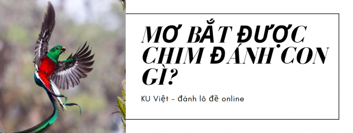 mo bat duoc chim